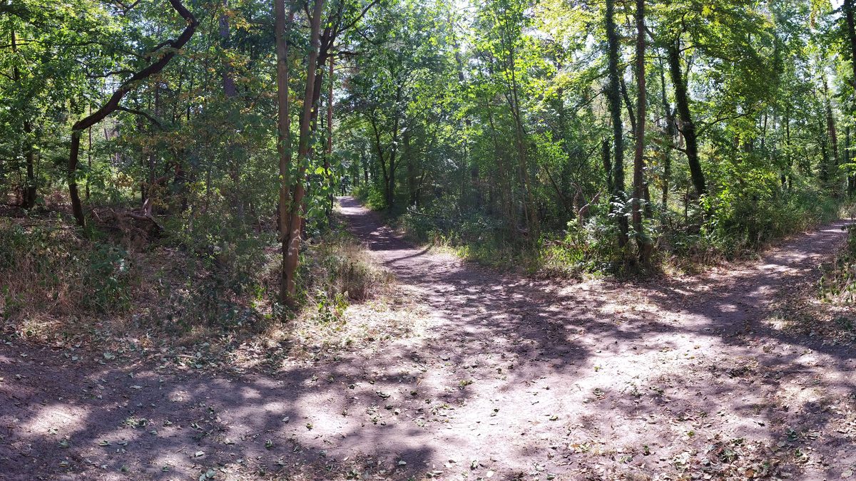 Beautiful forest pathways in Seeheim-Jugenheim, perfect for nature walks.