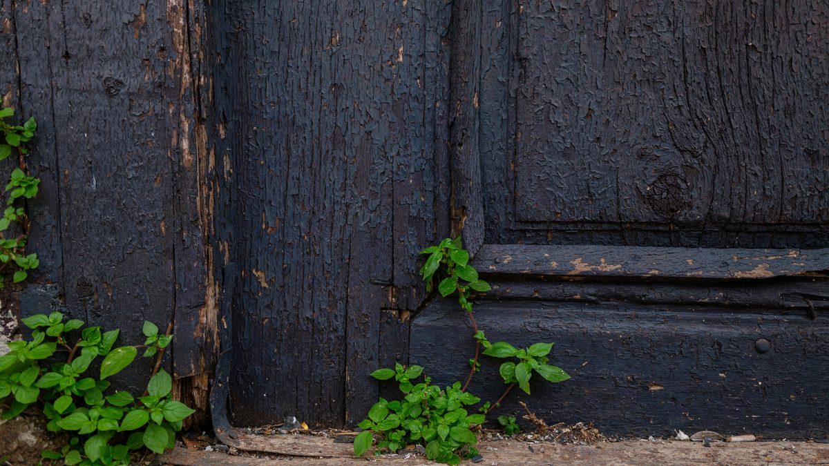 Close-up of an aged wooden door with green plants growing at its base, conveying a rustic charm.