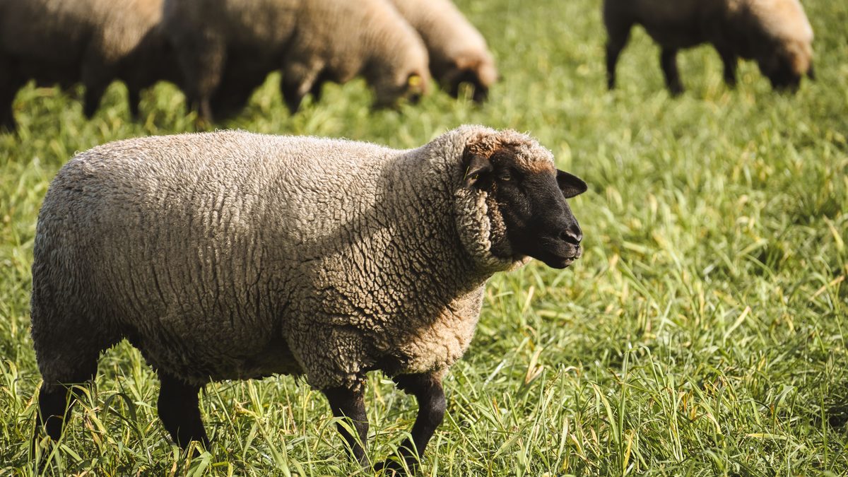 A flock of sheep grazing on lush green grass in a sunny outdoor setting.
