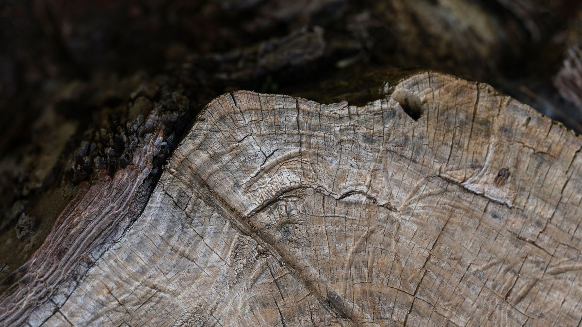 Detailed texture of a tree trunk showing growth rings in natural setting.