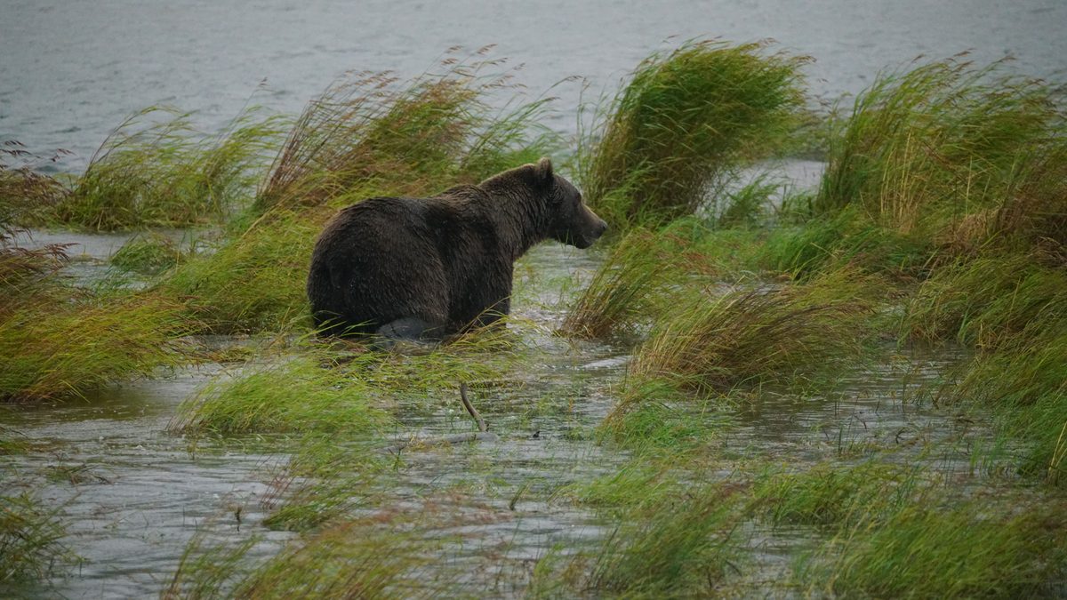 A grizzly bear wades through a grass-filled riverbank in the wilderness.