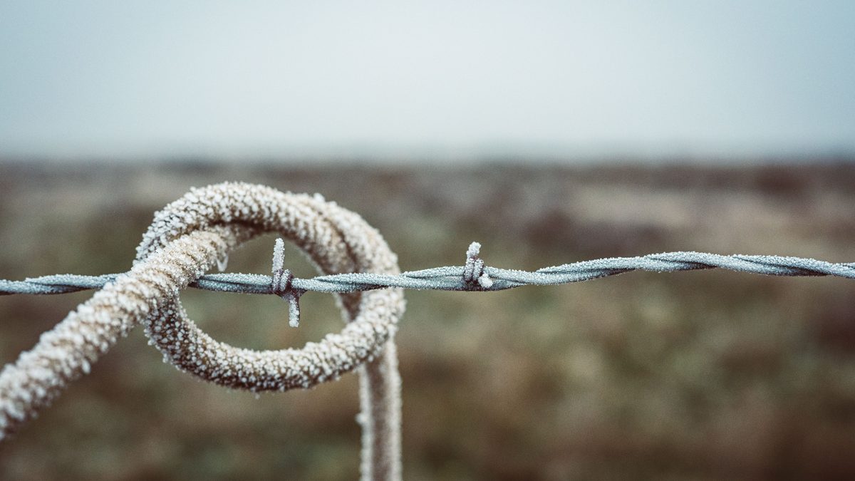 Close-up photograph of a strand of barbed wire in a winter field, each barb and twist coated in white frost.