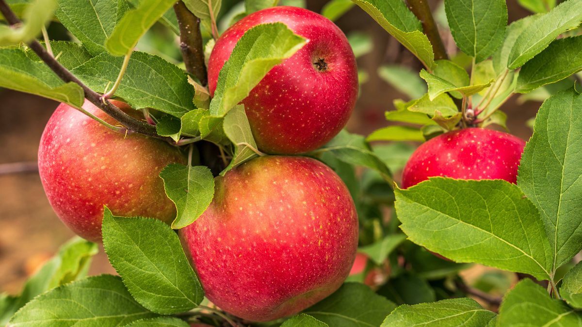 A vibrant close-up of ripe red apples hanging on tree branches, surrounded by lush green leaves.