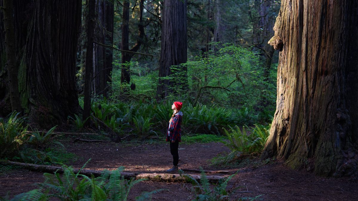 A serene scene of a person standing in a lush, towering redwoods forest, embracing nature's beauty.