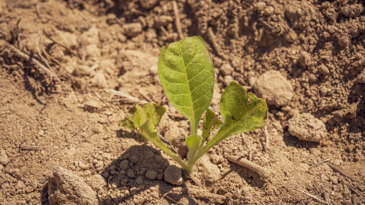 A close-up of a green plant seedling emerging from dry soil, symbolizing growth.